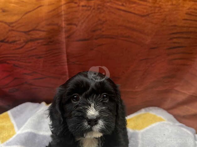 Litter of 6 PRA clear Cockapoo puppies for sale in Kidwelly, Carmarthenshire