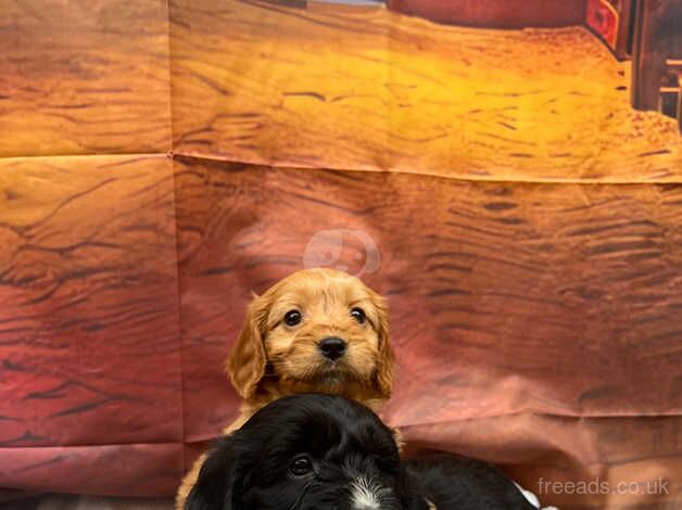 Litter of 6 PRA clear Cockapoo puppies for sale in Kidwelly, Carmarthenshire - Image 2