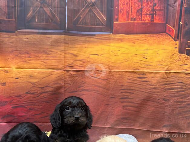 Litter of 6 PRA clear Cockapoo puppies for sale in Kidwelly, Carmarthenshire - Image 4