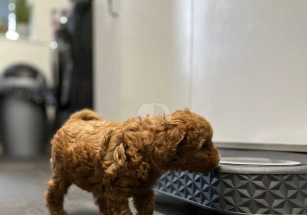 Cockapoo Puppies for sale