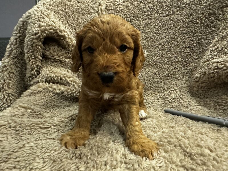 Lotus's Cockapoo Puppies, 2 Boys Remaining for sale in Ponteland, Northumberland