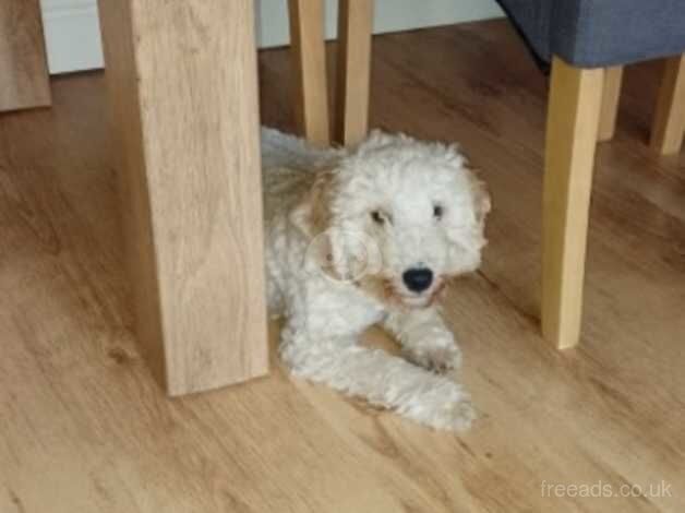 Lovely cockapoo boy for sale in March, South Lanarkshire