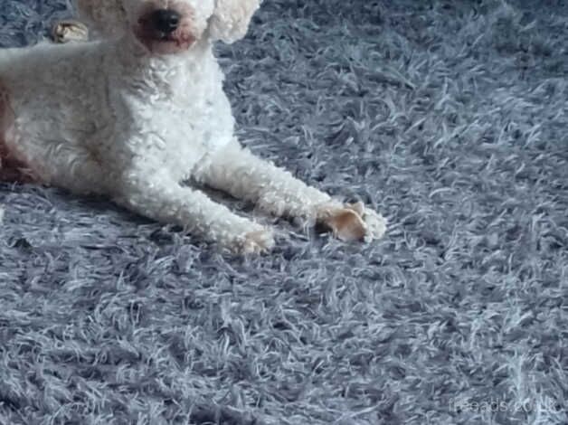 Lovely cockapoo boy for sale in March, South Lanarkshire - Image 3