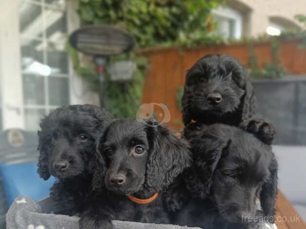 Lovely cockapoo puppies 2 boys and 2 girl left! for sale in Middlesbrough, North Yorkshire