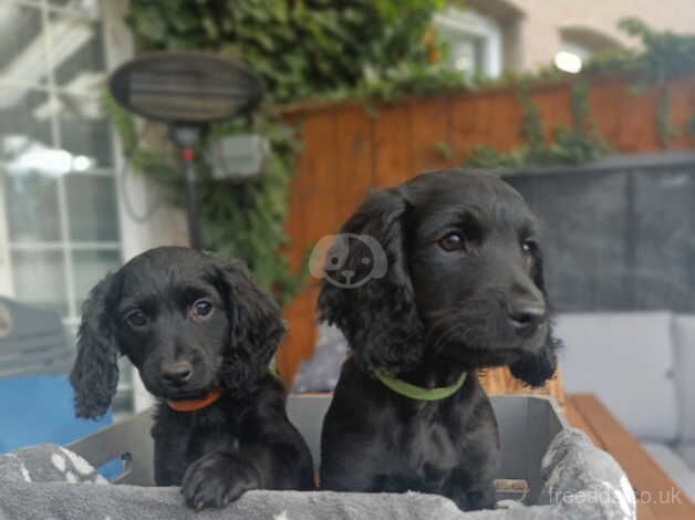 Lovely cockapoo puppies 2 boys and 2 girl left! for sale in Middlesbrough, North Yorkshire - Image 2