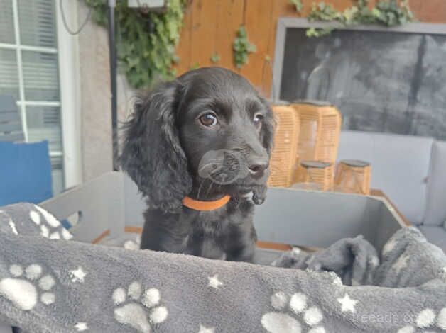 Lovely cockapoo puppies 2 boys and 2 girl left! for sale in Middlesbrough, North Yorkshire - Image 3