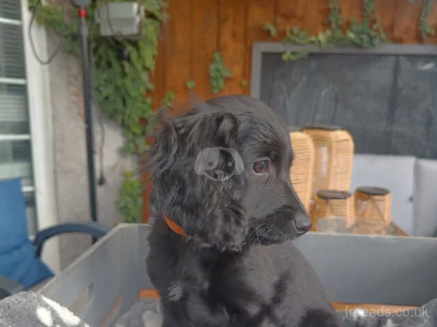 Lovely cockapoo puppies 2 boys and 2 girl left! for sale in Middlesbrough, North Yorkshire - Image 4