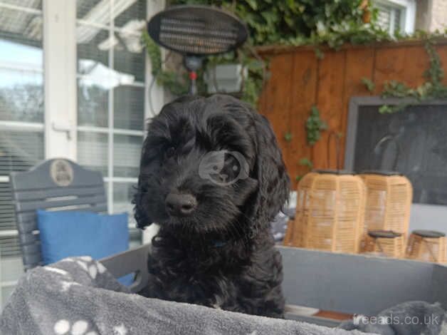 Lovely cockapoo puppies 2 boys and 2 girl left! for sale in Middlesbrough, North Yorkshire - Image 5