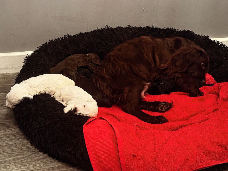 Cockapoo Puppies for sale in North Yorkshire