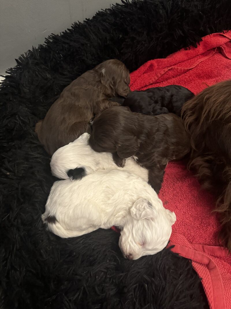 Cockapoo Puppies for sale