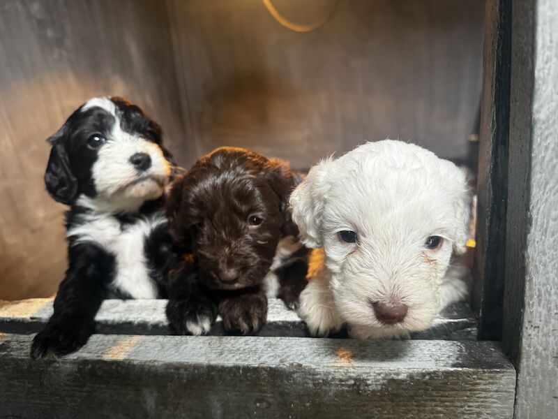 Lovely litter of cockapoos 2 unique white ones left for sale in Whitby, North Yorkshire - Image 7