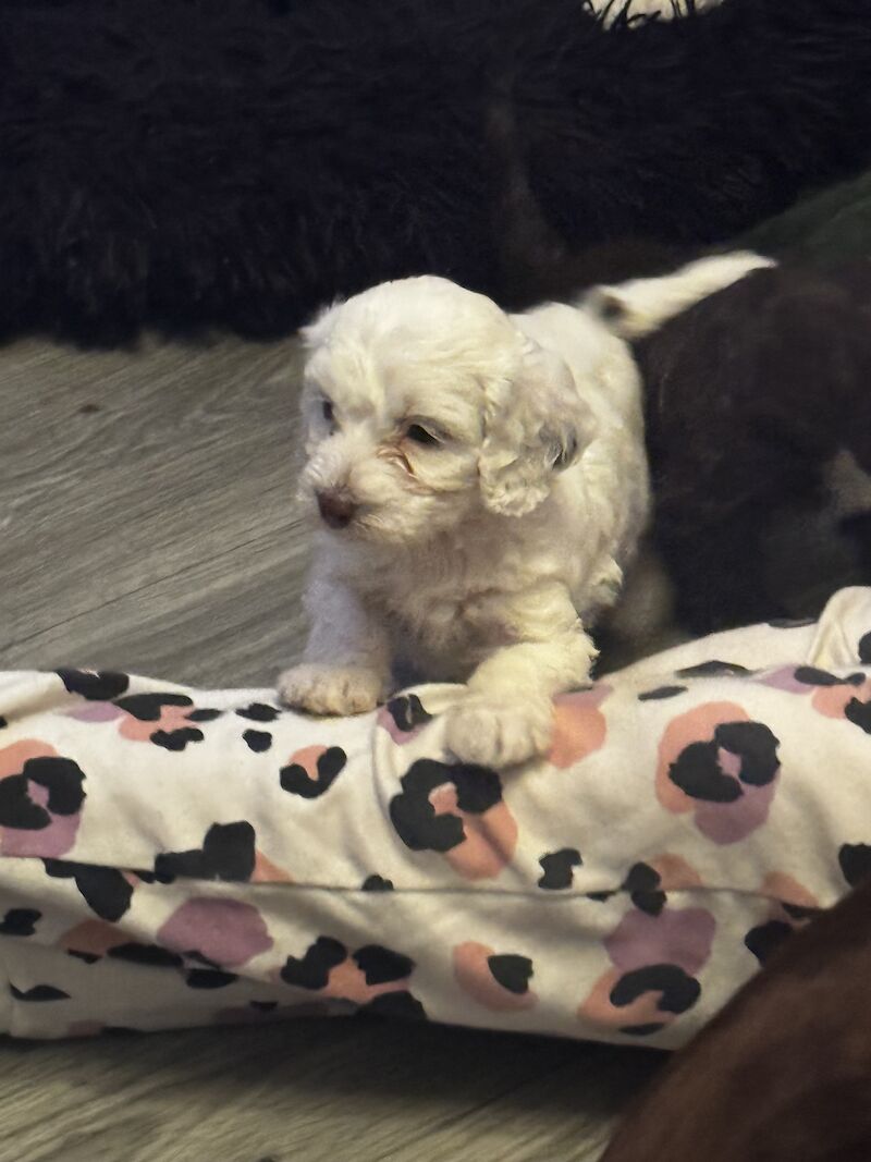 Lovely litter of cockapoos 2 unique white ones left for sale in Whitby, North Yorkshire - Image 13