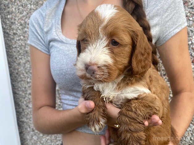 lovely puppy's ready now for sale in Tilbury, Essex - Image 1