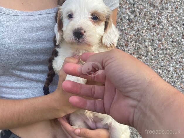 lovely puppy's ready now for sale in Tilbury, Essex - Image 2