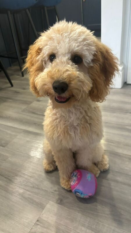 Luna - F1B Cockapoo for sale in Anderby, Lincolnshire