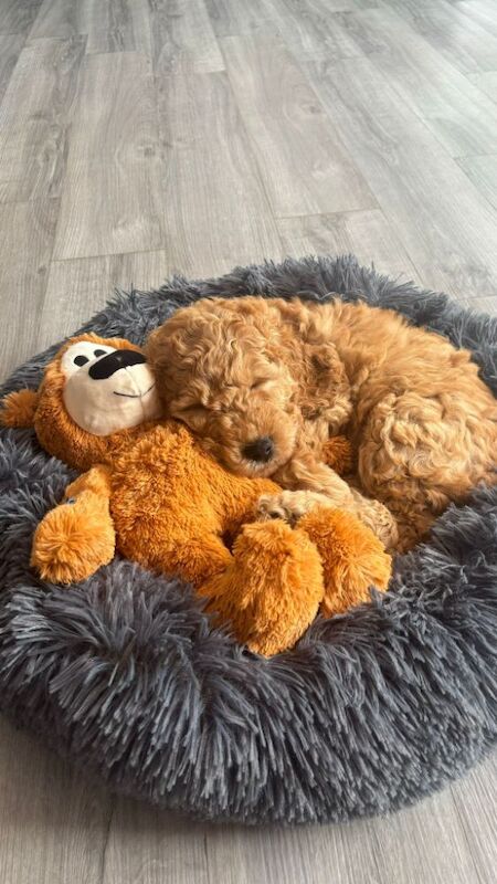 Luna - F1B Cockapoo for sale in Skegness, Lincolnshire - Image 2