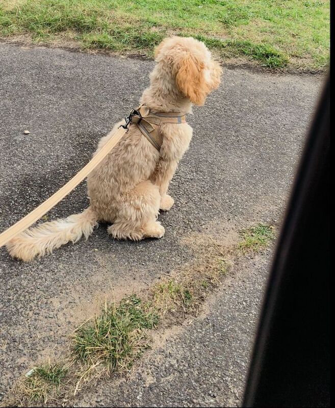 Luna - F1B Cockapoo for sale in Skegness, Lincolnshire - Image 3