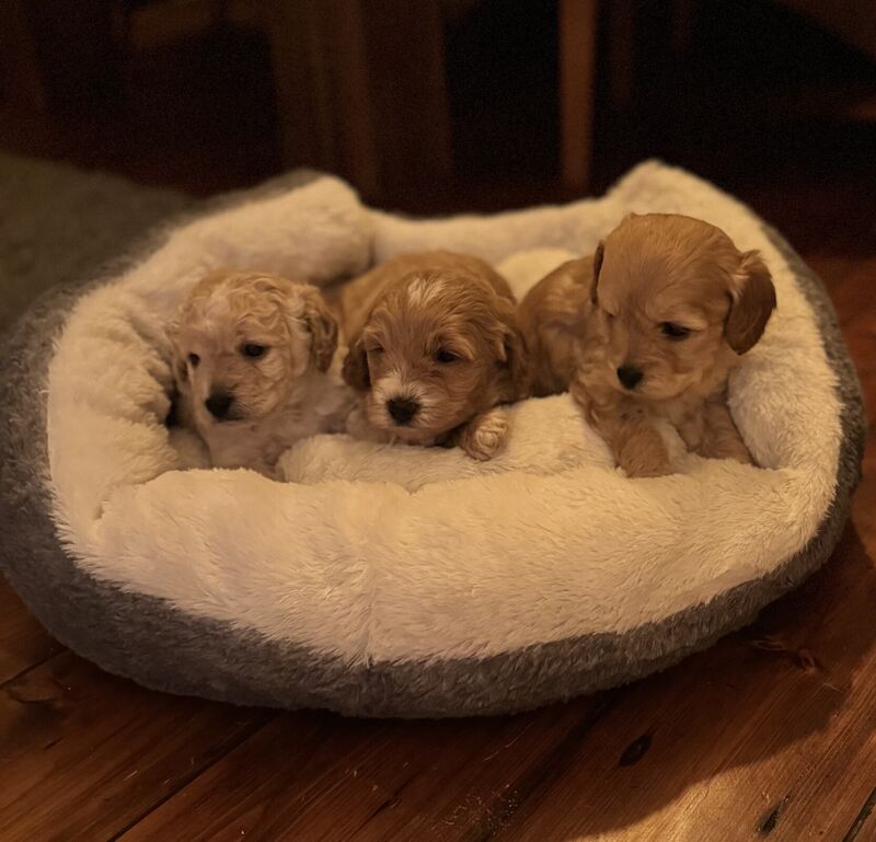 Luna's Cockapoo Puppies for sale in Newcastle upon Tyne, Tyne and Wear