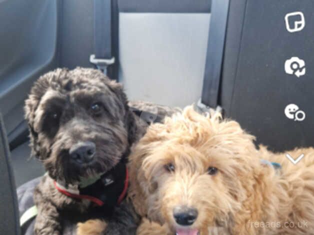 Male and female cockapoo for sale in Hartlepool, County Durham - Image 1