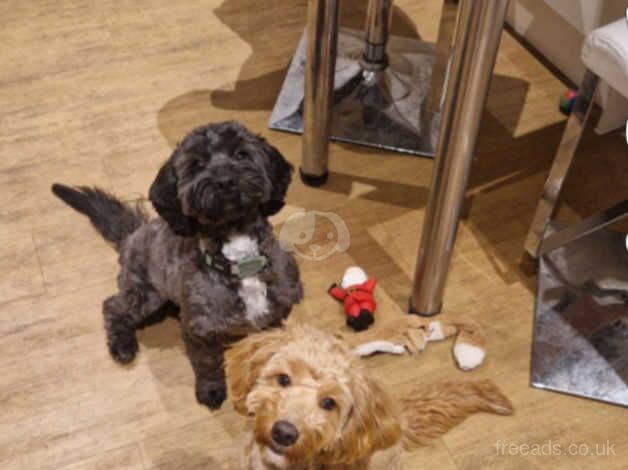 Male and female cockapoo for sale in Hartlepool, County Durham - Image 2