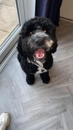Male Cockapoo for rehoming 2 years old. for sale in Beccles, Suffolk
