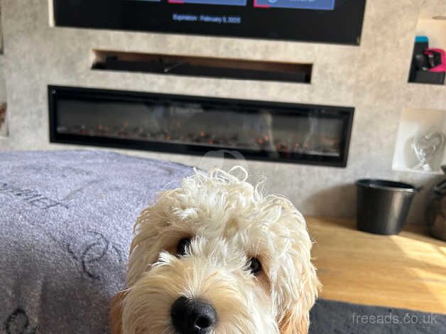 Male cockapoo for sale in Bonnyrigg, Midlothian - Image 1