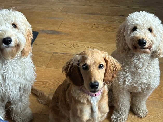 Male cockapoo for sale in Bonnyrigg, Midlothian - Image 2