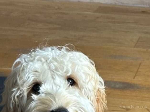 Male cockapoo for sale in Bonnyrigg, Midlothian - Image 3