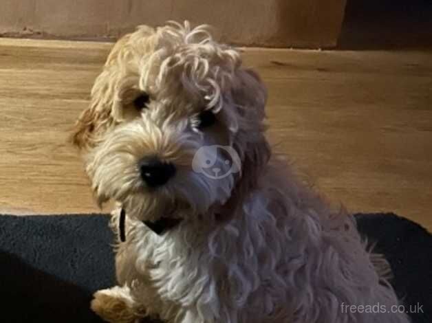 Male cockapoo for sale in Bonnyrigg, Midlothian - Image 4