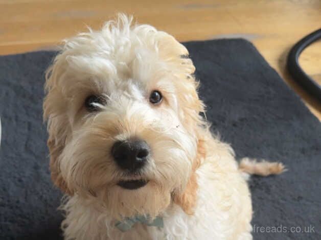 Male cockapoo for sale in Bonnyrigg, Midlothian - Image 5