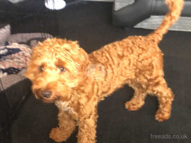 Male cockapoo for sale in Cleethorpes, Lincolnshire