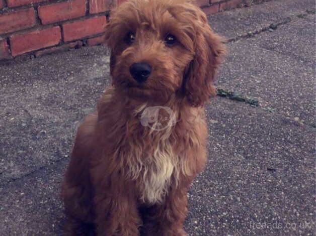 Male cockapoo for sale in Cleethorpes, Lincolnshire - Image 3