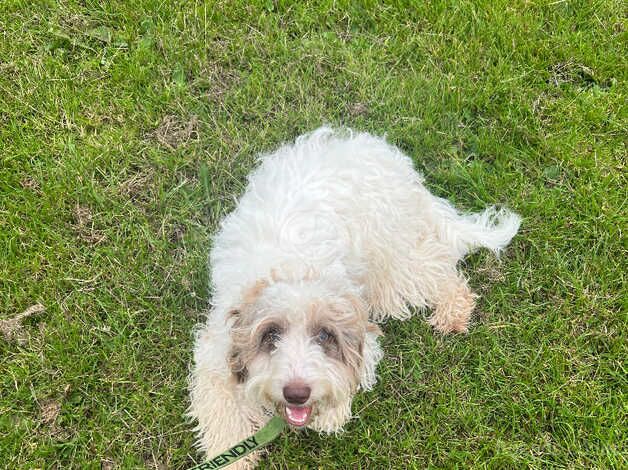 Male cockapoo for sale in Edinburgh, City of Edinburgh