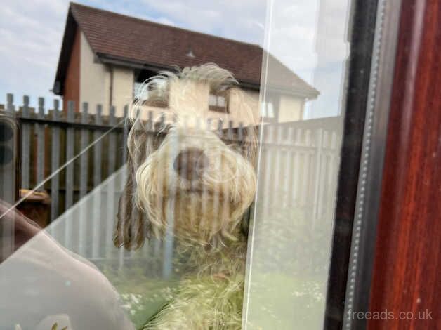 Male cockapoo for sale in Edinburgh, City of Edinburgh - Image 2