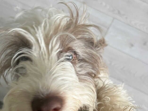 Male cockapoo for sale in Edinburgh, City of Edinburgh - Image 3