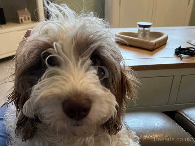 Male cockapoo for sale in Edinburgh, City of Edinburgh - Image 4