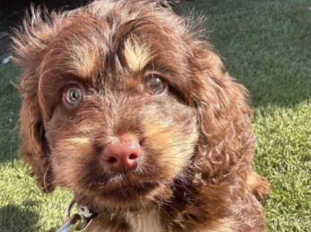 Male cockapoo for sale in Portsmouth, Hampshire