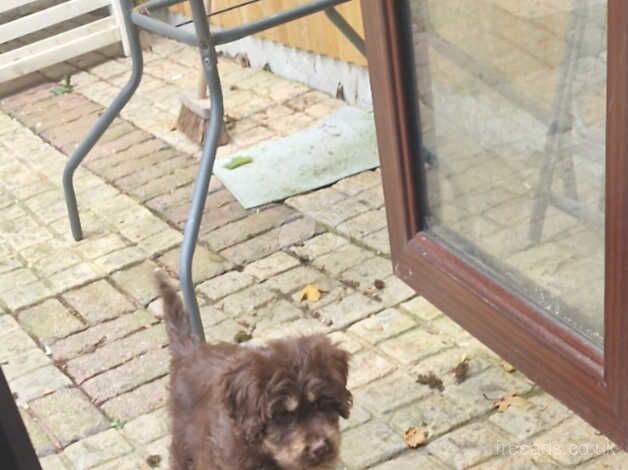 Male cockapoo for sale in Portsmouth, Hampshire - Image 2