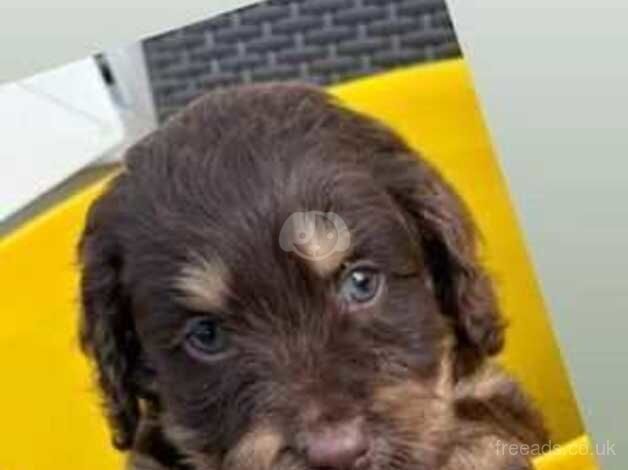 Male cockapoo for sale in Portsmouth, Hampshire - Image 3