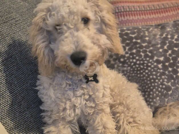 Male cockapoo for sale in Manchester, Greater Manchester - Image 1