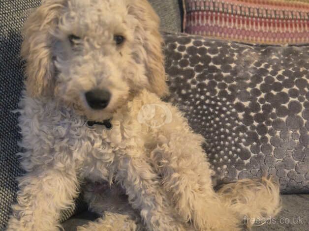 Male cockapoo for sale in Manchester, Greater Manchester - Image 2