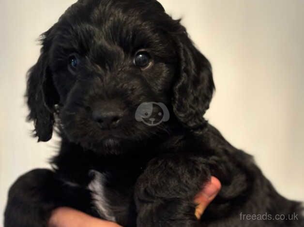 Male Cockapoo Puppies for sale in Tonbridge, Kent - Image 1