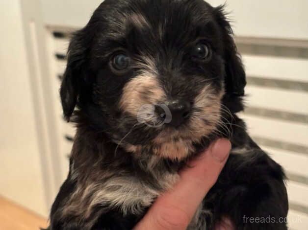 Male Cockapoo Puppies for sale in Tonbridge, Kent - Image 2