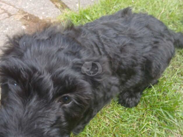 Male cockapoo puppy for sale in Dundee, Dundee City - Image 1