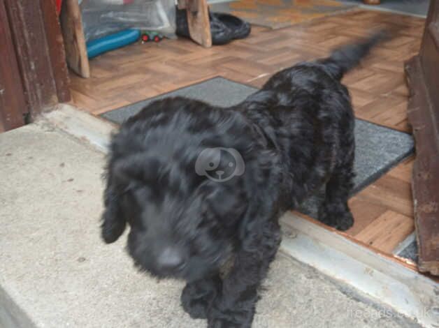 Male cockapoo puppy for sale in Dundee, Dundee City - Image 2