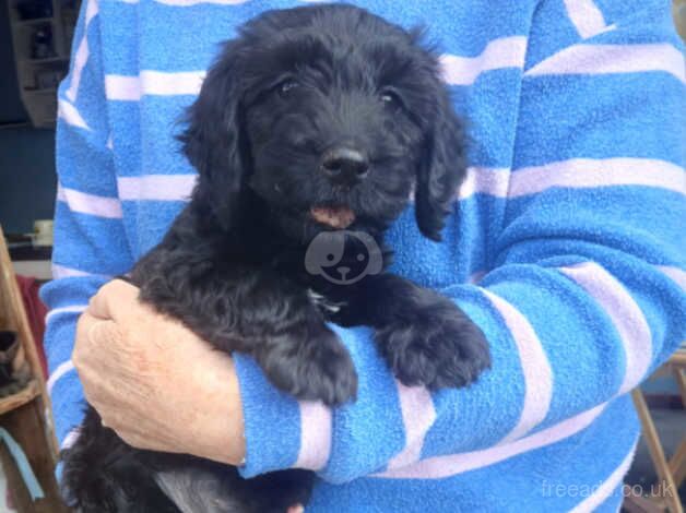 Male cockapoo puppy for sale in Dundee, Dundee City - Image 3