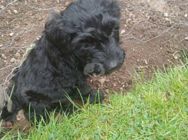 Male cockapoo puppy for sale in Dundee, Dundee City - Image 4