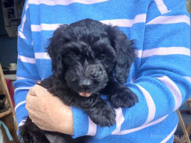 Male cockapoo puppy for sale in Dundee, Dundee City - Image 5