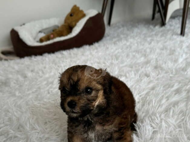 MALE COCKAPOO PUPPY for sale in Gravesend, Kent - Image 2