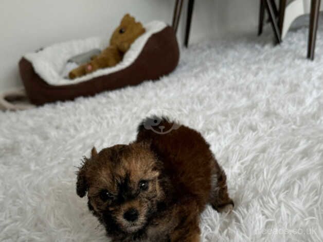 MALE COCKAPOO PUPPY for sale in Gravesend, Kent - Image 3